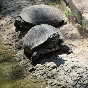 Indian Pond Turtles (Geoclemys hamiltoni)