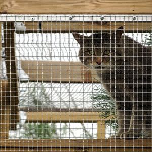 Wildcat, Wild Discovery, 2 August 2025