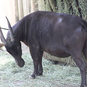 Lowland Anoa (Bubalus depressicornis)