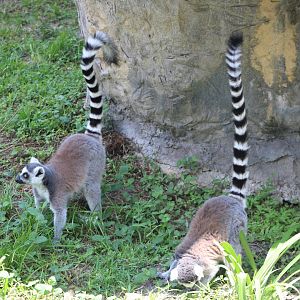 Ring-Tailed Lemurs (Lemur catta)