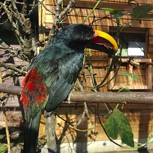 Green Aracari, Wild Discovery, 2 August 2025