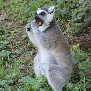 Ring-Tailed Lemur (Lemur catta)