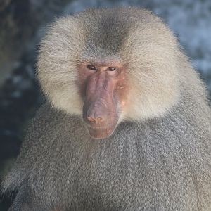 Hamadryas Baboon (Papio hamadryas)