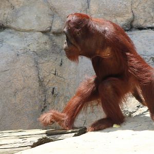 Bornean Orangutan (Pongo pygmaeus)