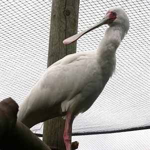 African Spoonbill, Wild Discovery, 2 August 2025