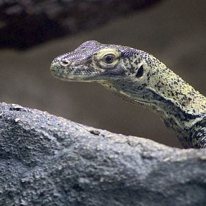 Juvenile Komodo Dragon (Varanus komodoensis)