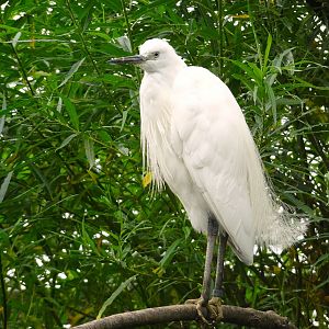 Little Egret, Wild Discovery, 2 August 2025