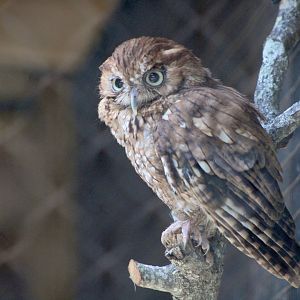 Eastern Screech Owl (Megascops asio)