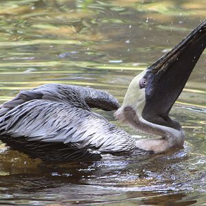 Brown Pelican (Pelecanus occidentalis ssp.)