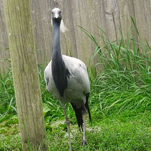 Demoiselle Crane, Wild Discovery, 2 August 2025