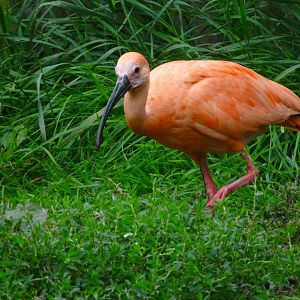Scarlet Ibis, Wild Discovery, 2 August 2025