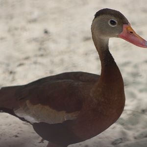 Black-Bellied Whistling Duck (Dendrocygna autumnalis)