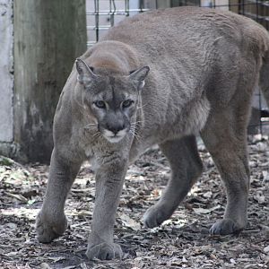 Florida Panther (P. c. couguar / “coryi”)