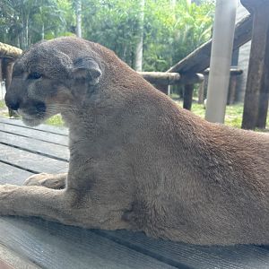 Florida Panther (P. c. couguar / “coryi”)