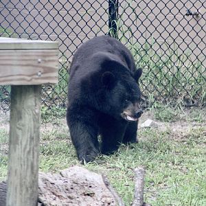 American Black Bear (Ursus americanus ssp.)