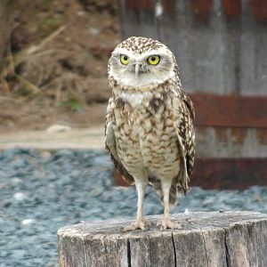 Burrowing owl, Wild Discovery,  2 August 2025
