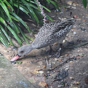 Cape Teal (Anas capensis)
