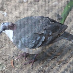 Luzon Bleeding-Heart (Gallicolumba luzonica)