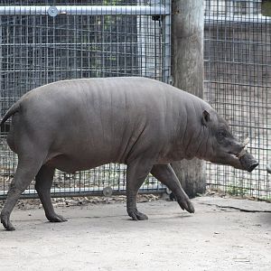 Watson the North Sulawesi Babirusa (Babyrousa celebensis)