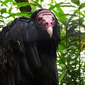 Turkey Vulture, Wild Discovery, 2 August 2025
