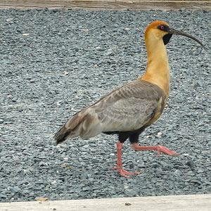 Black Faced Ibis, Wild Discovery, 2 August 2025
