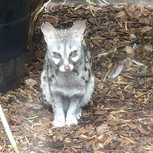 One of the Common Genets, Wild Discovery, 2 August 2025