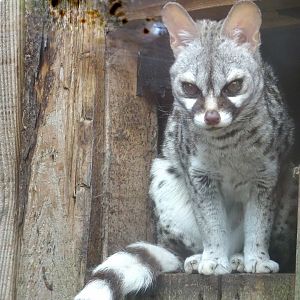Second of the Common Genets, Wild Discovery, 2 August 2025