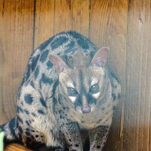 Pardine Genet, Wild Discovery, 2 August 2025