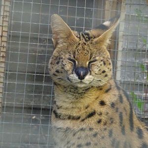 Serval, Wild Discovery, 2 August 2025