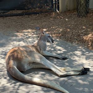 Red Kangaroo