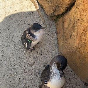 Little Blue Penguins