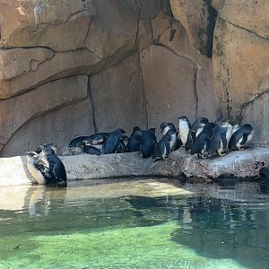 Little Blue Penguins