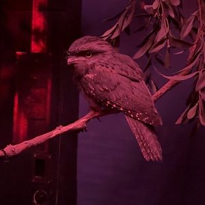 Tawny Frogmouth