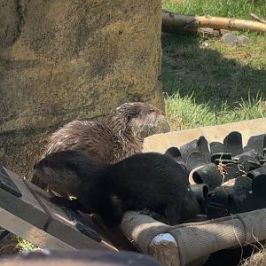 Baby Asian Small Clawed Otters