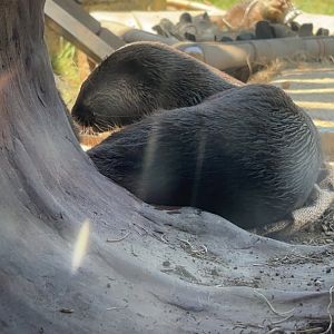 Asian Small Clawed Otter through a log