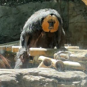 White Faced Saki Monkey