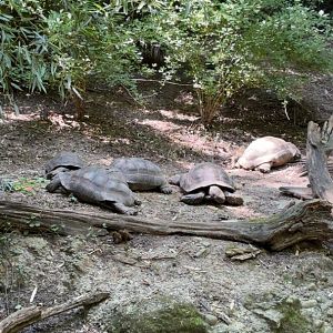 Burmese Brown Mountain Tortoises