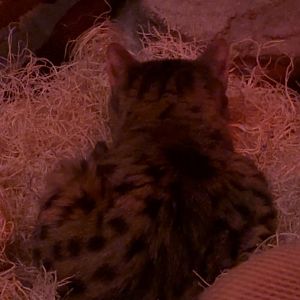 Black Footed Cat