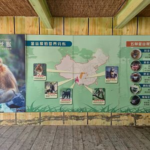 Snub-nosed Monkey educational display