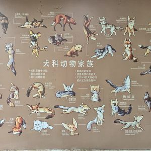 Canidae educational display