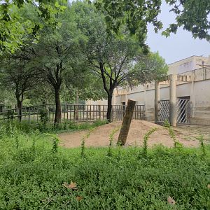 Asian Elephant outdoor exhibit