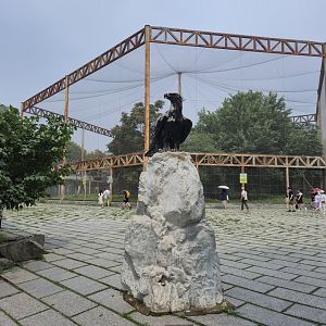 Golden eagle Aviary