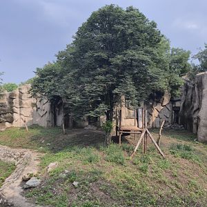 Tiger exhibit