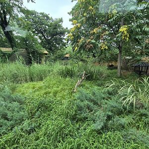 Black Muntjac exhibit, Deer Garden