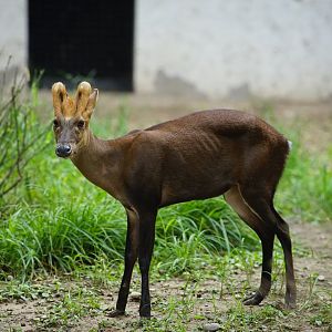Black Muntjac