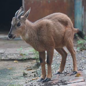 Red Goral/ Chinese Goral Hybrid