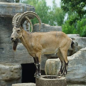 Mongolian Ibex