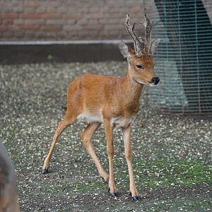 Siberian Roe Deer