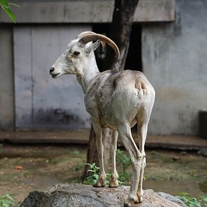 Marco Polo sheep