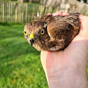 Eurasian sparrowhawk